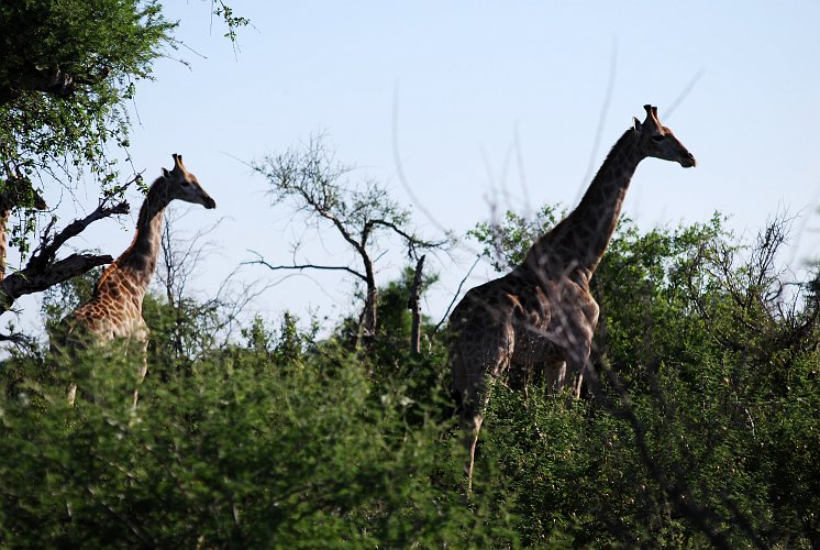botswana 205.jpg