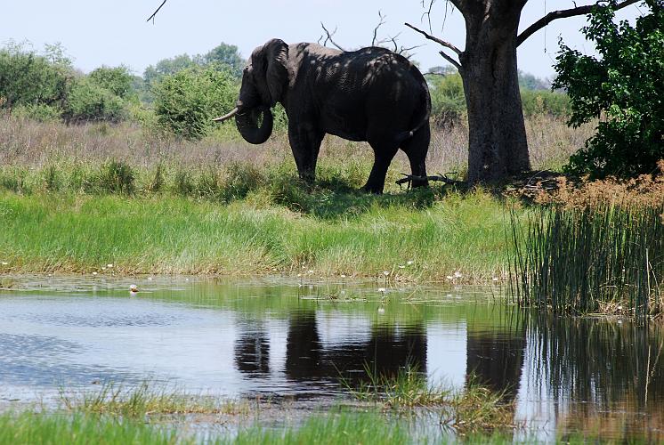 botswana 380.jpg