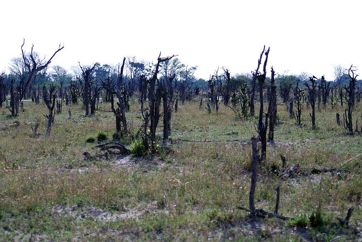 botswana 420.jpg