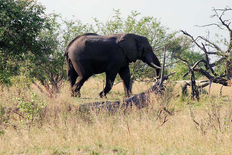 botswana 425.jpg