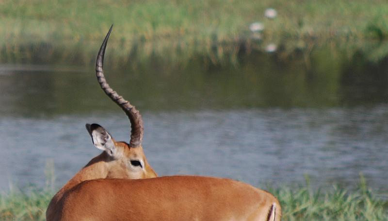 botswana 476.jpg