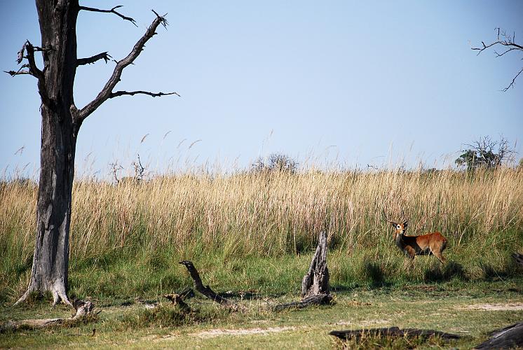 botswana 488.jpg