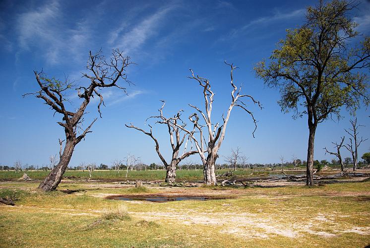 botswana 491.jpg