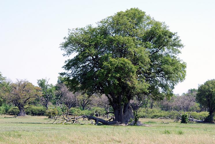 botswana 513.jpg