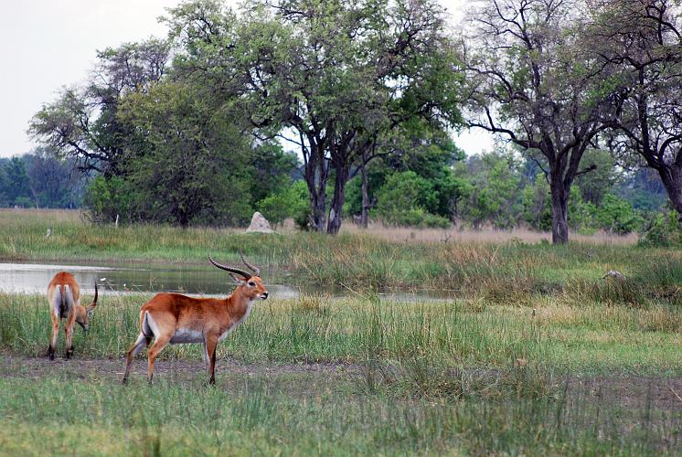 botswana 567.jpg