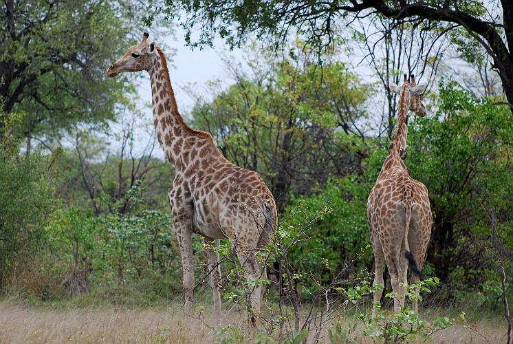 botswana 572.jpg