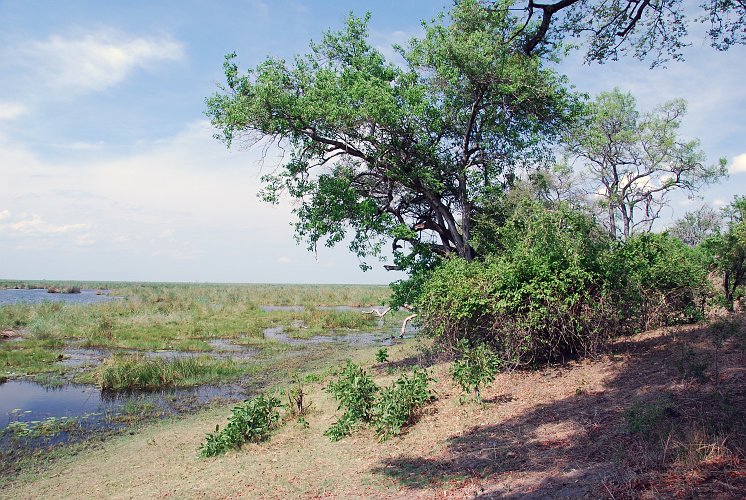 botswana 696.jpg