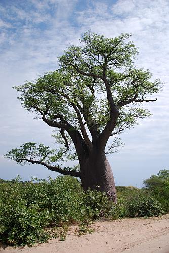 botswana 756.jpg