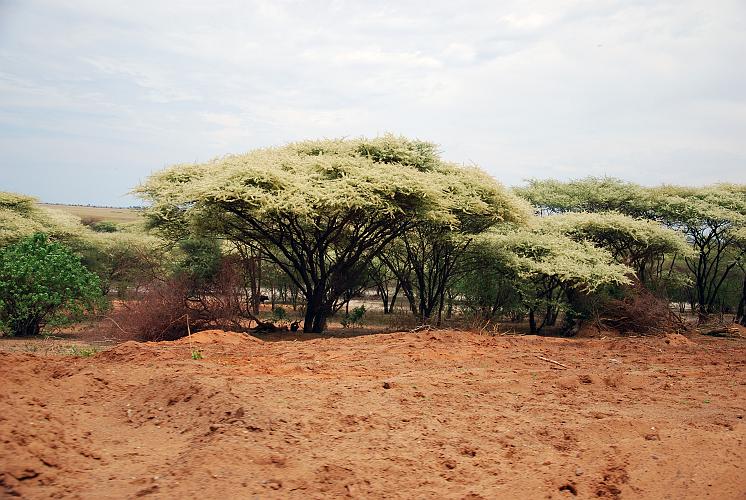 botswana 801.jpg