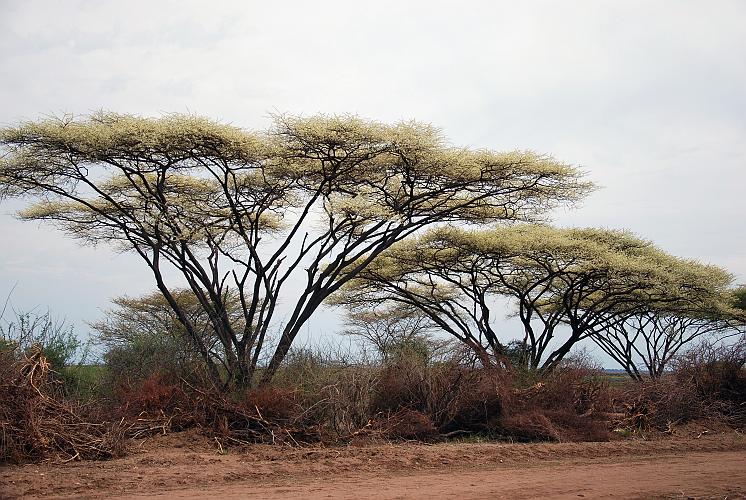 botswana 809.jpg
