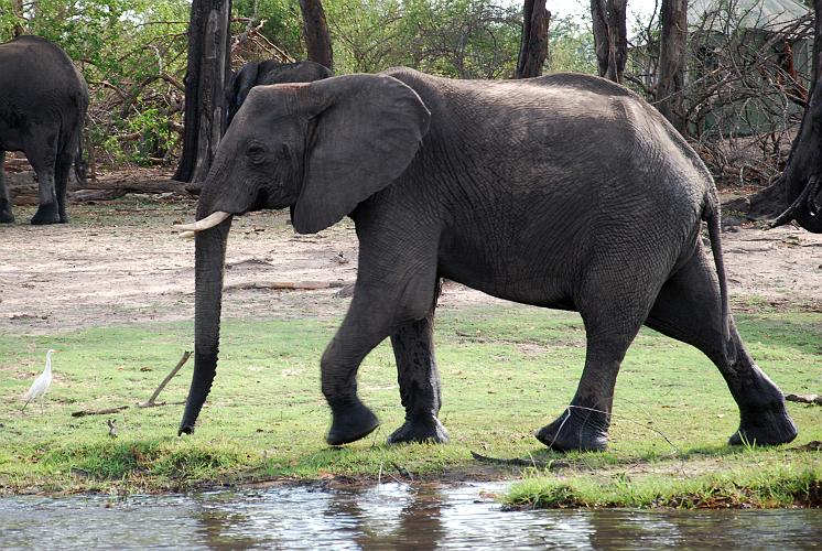 botswana 853.jpg
