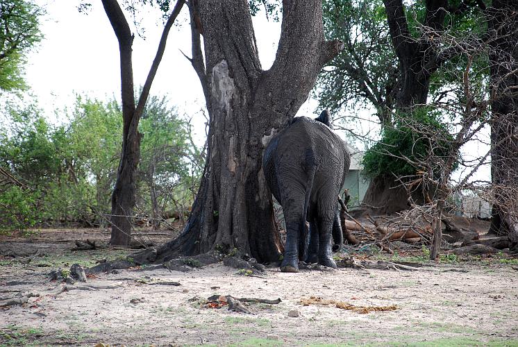 botswana 857.jpg