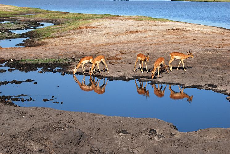 botswana 1013.jpg