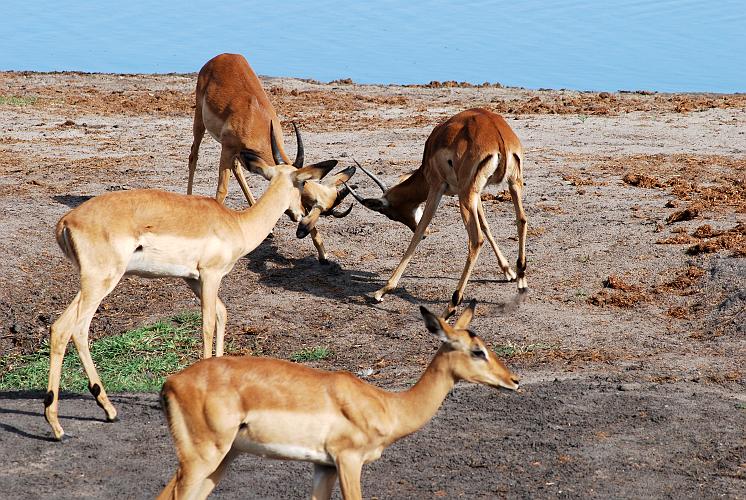 botswana 1020.jpg