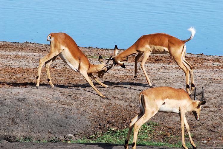 botswana 1022.jpg