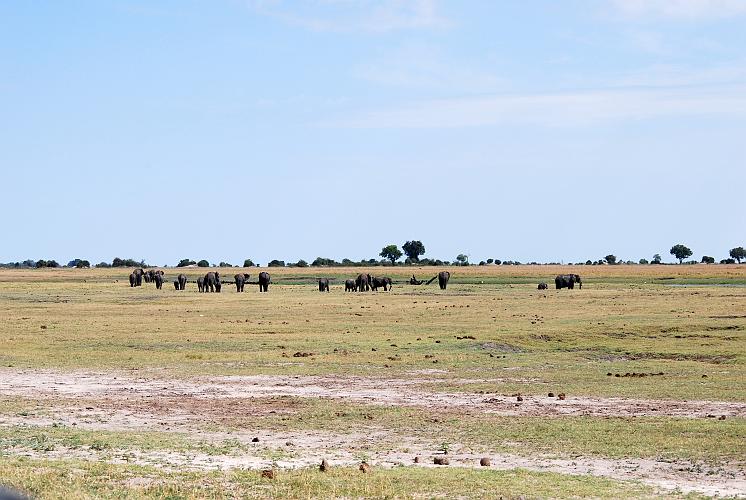 botswana 1065.jpg