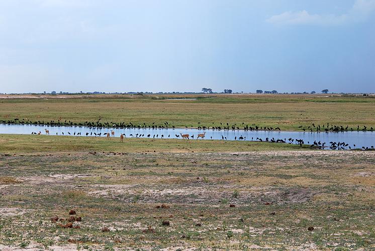 botswana 1112.jpg