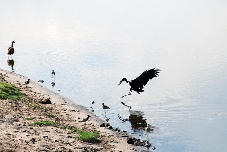 botswana 1126.jpg