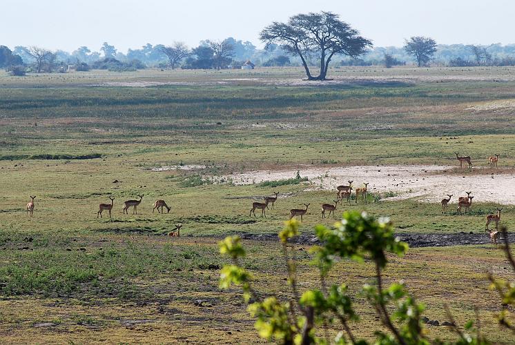 botswana 1131.jpg
