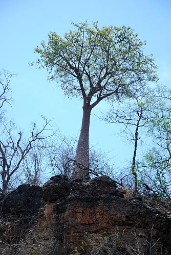 botswana 1246.jpg