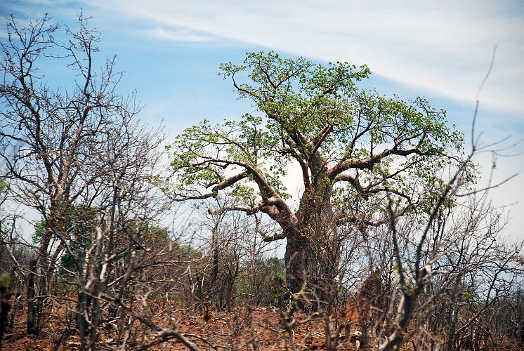 botswana 1257.jpg