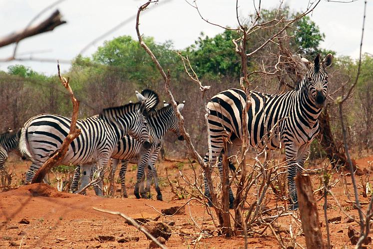 botswana 1260.jpg