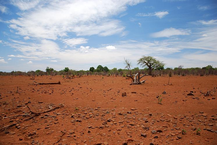 botswana 1262.jpg