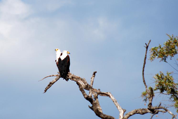 botswana 1308.jpg