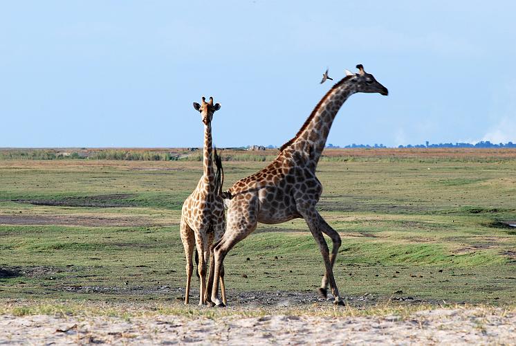 botswana 1325.jpg