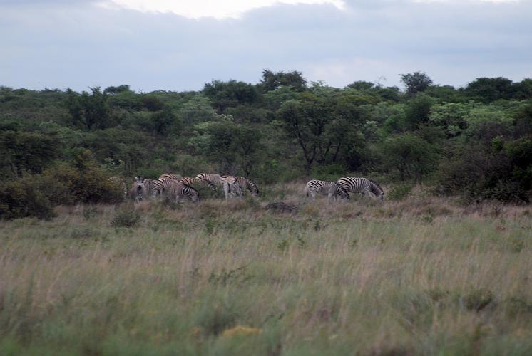 botswana 080.jpg