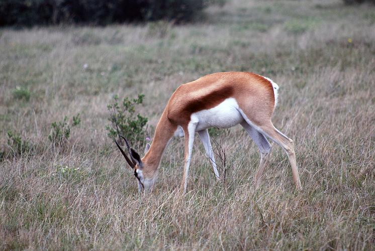 botswana 085.jpg