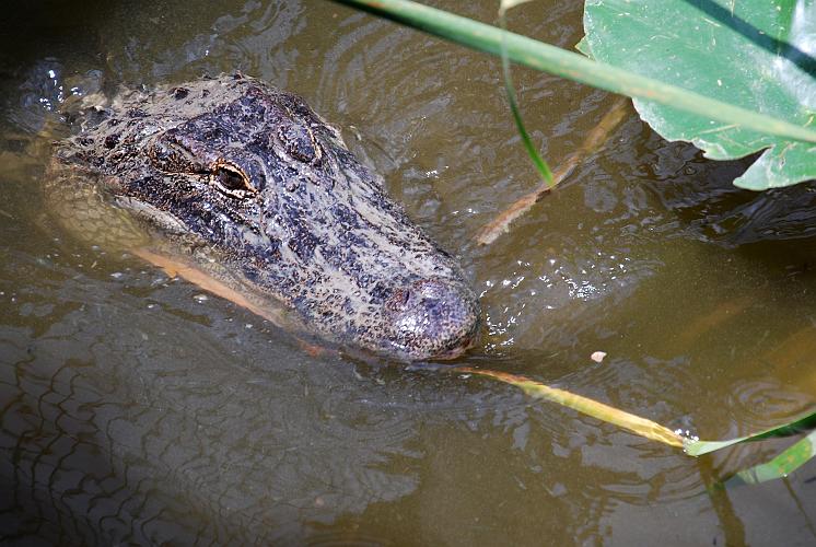Florida - Billie Swamp Safari on the Big Cypress Seminole Indian Reservation