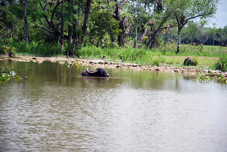 Florida - Billie Swamp Safari on the Big Cypress Seminole Indian Reservation
