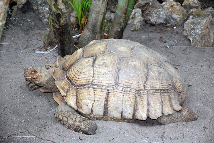 Florida - Billie Swamp Safari on the Big Cypress Seminole Indian Reservation