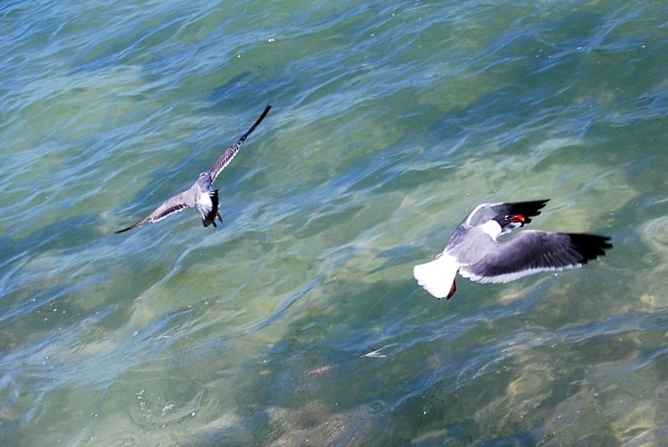 Florida - Isla Morada