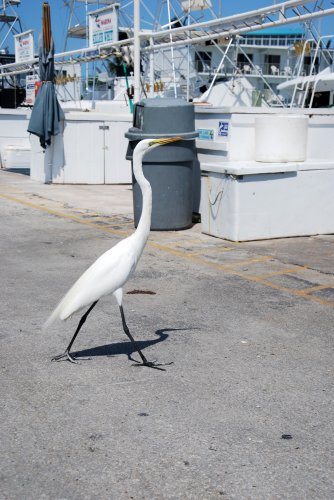 Florida - Isole Key, Isla Morada