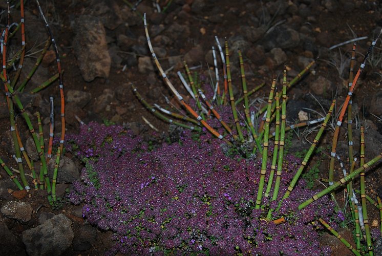 Islanda_20090810_2002.JPG